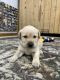 Labrador Retriever Puppies for sale in West Liberty, KY 41472, USA. price: $800