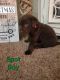 Labrador Retriever Puppies for sale in Mobile, AL 36619, USA. price: NA