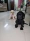 Labrador Retriever Puppies for sale in Beeramguda, Ramachandrapuram, Telangana 502032, India. price: 12000 INR