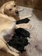 Labrador Retriever Puppies for sale in Worland, WY 82401, USA. price: $1,000