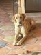Labrador Retriever Puppies for sale in UT-162, Montezuma Creek, UT, USA. price: $350