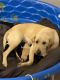 Labrador Retriever Puppies for sale in Bonaire, GA 31005, USA. price: NA
