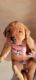 Labrador Retriever Puppies for sale in Kennewick, WA, USA. price: NA