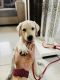 Labrador Retriever Puppies for sale in Surat, Gujarat, India. price: 5000 INR