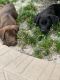 Labrador Retriever Puppies for sale in Miami, FL, USA. price: $500
