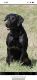 Labrador Retriever Puppies for sale in Carrollton, TX 75010, USA. price: $1,250