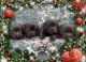 Labrador Retriever Puppies for sale in Blacksburg, VA, USA. price: $1,500