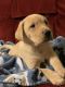 Labrador Retriever Puppies for sale in Fredericksburg, VA 22401, USA. price: NA
