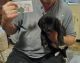 Labrador Retriever Puppies for sale in Wise, VA 24293, USA. price: $100