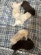 Labrador Retriever Puppies for sale in Beech Grove, IN, USA. price: $1,000