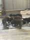 Labrador Retriever Puppies for sale in Hutchinson, KS, USA. price: $700