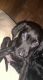 Labrador Retriever Puppies for sale in Pawtucket, RI, USA. price: $2,000