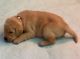 Labrador Retriever Puppies for sale in Marengo, IL 60152, USA. price: NA