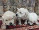 Labrador Retriever Puppies for sale in Sector 123, Sunny Enclave, Kharar, Punjab 140301, India. price: 11000 INR