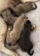Labrador Retriever Puppies for sale in Worland, WY 82401, USA. price: $1,000