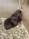 Labrador Retriever Puppies for sale in Benton, AR, USA. price: $550