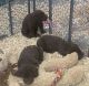 Labrador Retriever Puppies for sale in Hartford, MI 49057, USA. price: NA