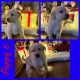 Labrador Retriever Puppies for sale in Gregory, MI 48137, USA. price: NA
