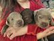 Labrador Retriever Puppies for sale in Eugene, OR, USA. price: $2,000