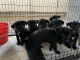 Labrador Retriever Puppies for sale in Isanti, MN 55040, USA. price: $400