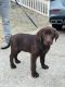 Labrador Retriever Puppies for sale in 1916 NE Patterson Dr, Lee's Summit, MO 64086, USA. price: $600