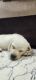 Labrador Retriever Puppies for sale in Ramshanker Nagar Street Number 1, Ramanthapur, Ramshanker Nagar, Chenna Reddy Nagar, Gaddi annaram, Hyderabad, Telangana 500013, India. price: 17000 INR