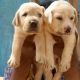 Labrador Retriever Puppies for sale in Railway Station Taramani, Periyar Nagar, Tharamani, Chennai, Tamil Nadu 600113, India. price: 8000 INR