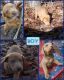 Labrador Retriever Puppies for sale in Leesville, LA 71446, USA. price: $200