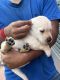 Labrador Retriever Puppies for sale in Mysuru, Karnataka, India. price: 15000 INR