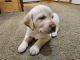 Labrador Retriever Puppies for sale in Graham, WA 98338, USA. price: $1,200