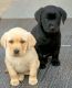 Labrador Retriever Puppies for sale in 6, Jaipur Golden Hospital Rd, Pocket 1, Sector 3A, Rohini, Delhi, 110085, India. price: 7000 INR
