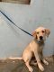 Labrador Retriever Puppies for sale in Bommanahalli, Bengaluru, Karnataka, India. price: 8000 INR
