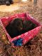 Labrador Retriever Puppies for sale in Washington, NC, USA. price: $500
