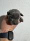 Labrador Retriever Puppies for sale in Lucas, TX 75002, USA. price: NA