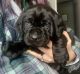 Labrador Retriever Puppies for sale in St Cloud, MN, USA. price: NA