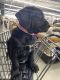 Labrador Retriever Puppies for sale in Pasco, WA 99301, USA. price: $200