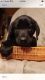 Labrador Retriever Puppies for sale in Bolingbrook, IL, USA. price: $750