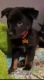 Labrador Retriever Puppies for sale in Spokane Valley, WA, USA. price: $300