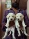Labrador Retriever Puppies for sale in Villivakkam, Chennai, Tamil Nadu, India. price: 6000 INR