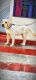 Labrador Retriever Puppies for sale in Sultanpur, Uttar Pradesh, India. price: 20000 INR