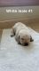 Labrador Retriever Puppies for sale in Rock Rapids, IA 51246, USA. price: NA