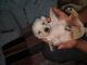 Labrador Retriever Puppies for sale in Gaya Industrial Area, Gaya, Bihar 823004, India. price: 9000 INR