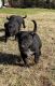 Labrador Retriever Puppies for sale in Greenville, SC, USA. price: NA