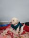 Labrador Retriever Puppies for sale in New Delhi, Delhi, India. price: 6000 INR