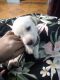 Labrador Retriever Puppies for sale in Puducherry, India. price: 5000 INR