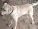 Labrador Retriever Puppies for sale in Tiruchirappalli, Tamil Nadu, India. price: 6000 INR