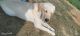 Labrador Retriever Puppies for sale in Bassi, Rajasthan, India. price: 9999 INR
