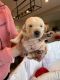 Labrador Retriever Puppies for sale in Carmel Valley, CA 93924, USA. price: NA