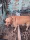 Labrador Retriever Puppies for sale in Ambur, Tamil Nadu, India. price: 6000 INR