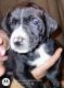 Labrador Retriever Puppies for sale in St Joseph, MO 64504, USA. price: NA